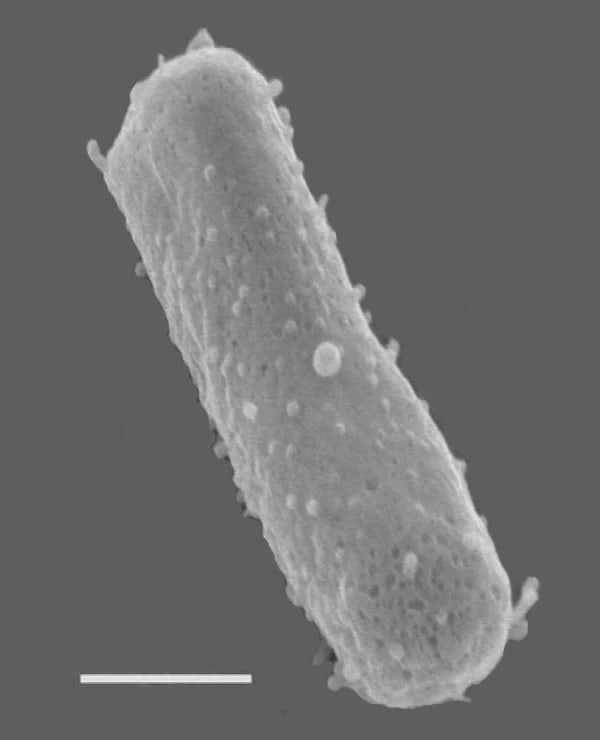 Bentuk batang Halobacterium salinarum NRC-1. Mikrograf elektron pemindaian; scale bar sumber 270 nm.