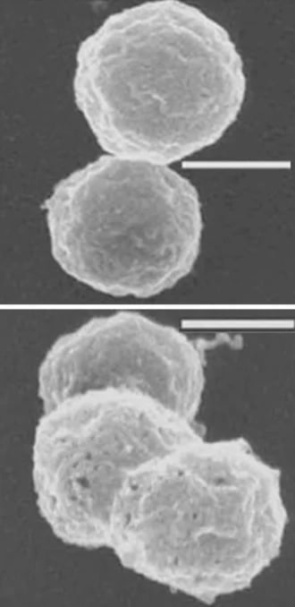 Panel mikrograf SEM bentuk sferis Halobacterium salinarum NRC-1, dengan bar skala sumber 270 nm.