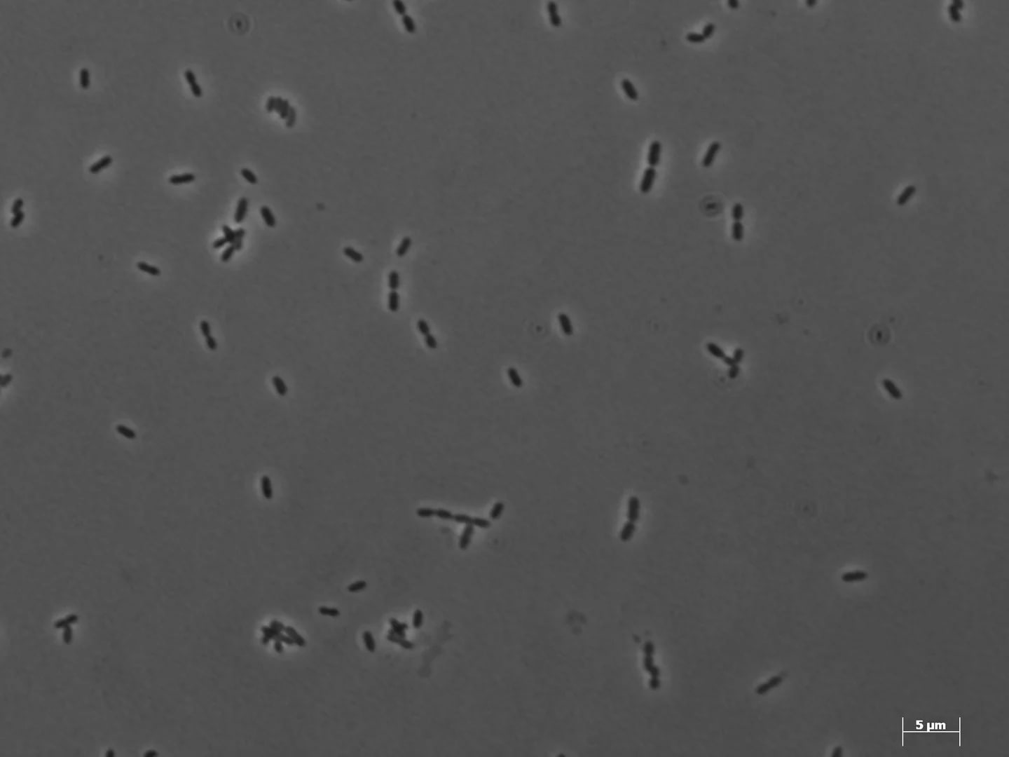 Sel berbentuk batang dan pasangan sel Methanobrevibacter smithii strain PS pada mikrograf monokrom; bar skala 5 µm.
