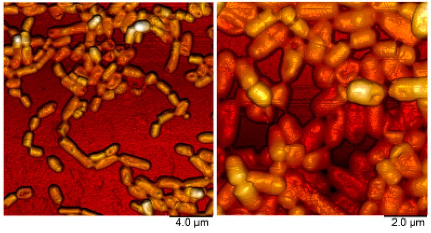 Dua panel topografi AFM sel Lactiplantibacillus plantarum FCa3L berbentuk batang; bar skala panel 4,0 µm dan 2,0 µm.